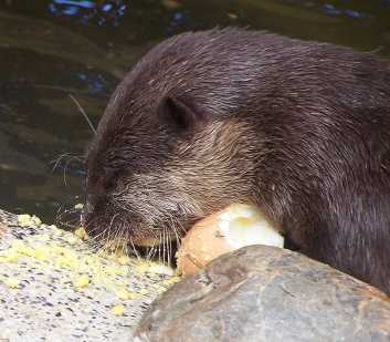 Even fast moving playful otters find time to stop for breakfast