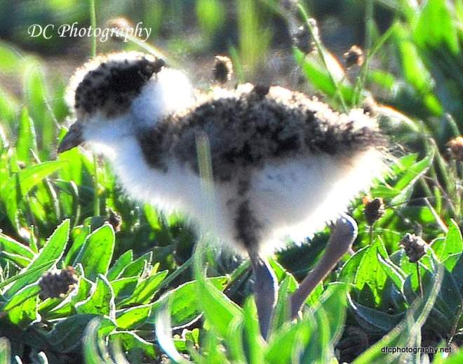 plover-chick_0266