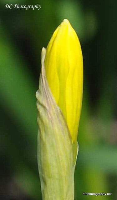 Daffodils_1927