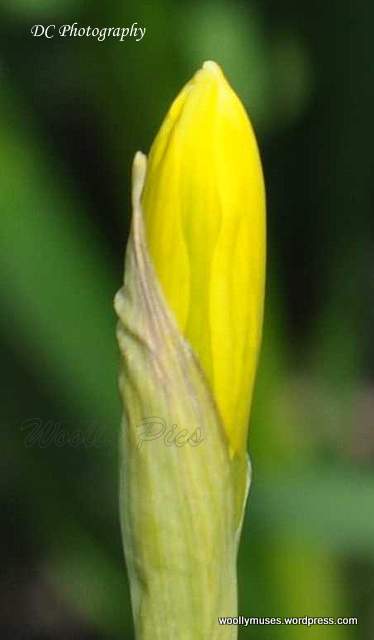 Daffodils_1927a